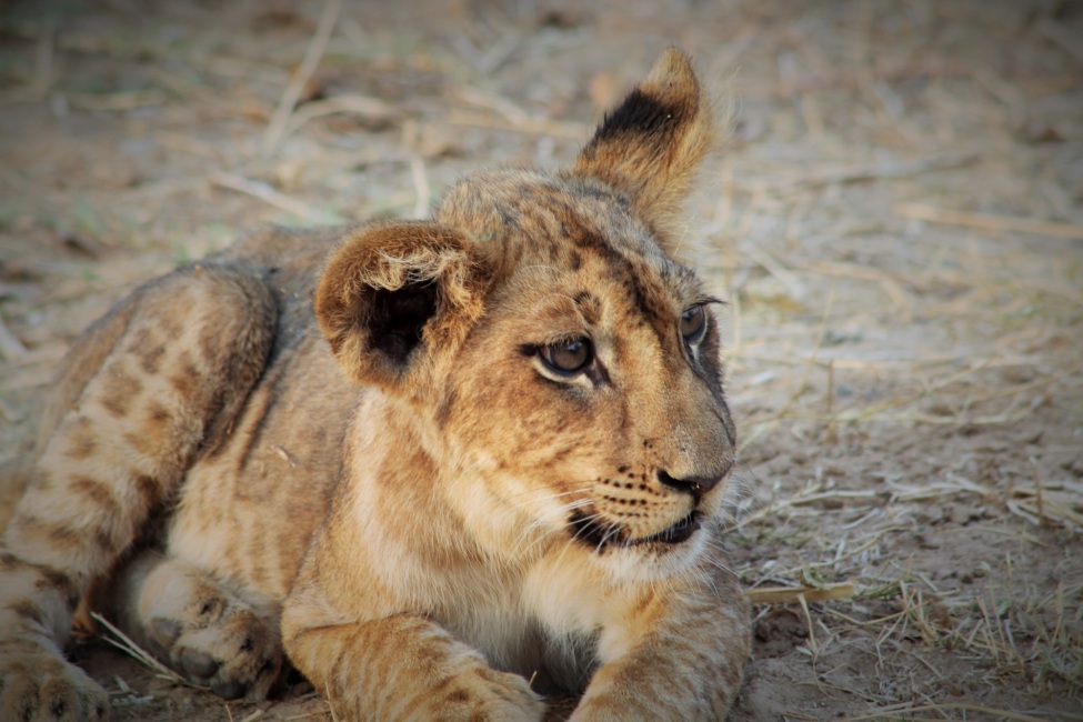 Löwenjunges in Sambia